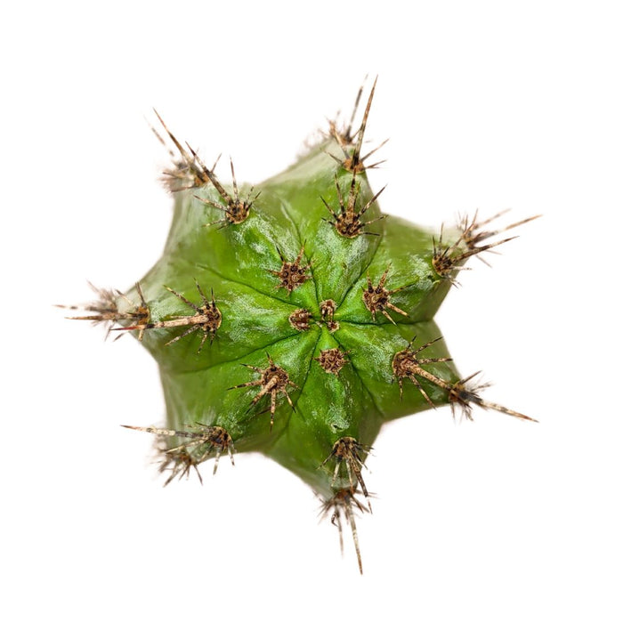 Polaskia Chichipe - Cactus en ligne