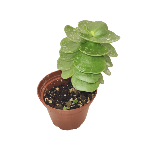 variegated portulaca succulent Portulaca molokiniensis — Cactus en Ligne