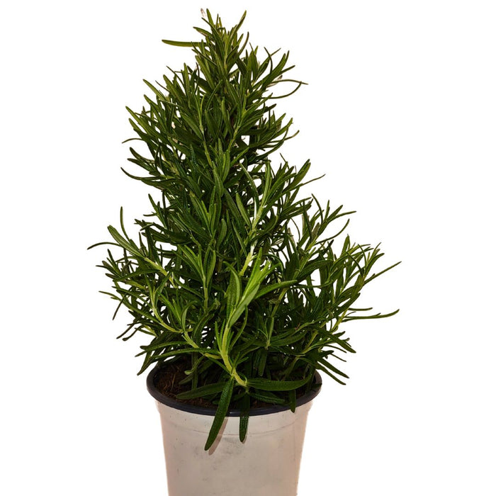 Rosemary Officinalis 'Pyramid'