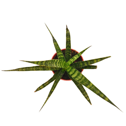 Sansevieria Fernwood - Cactus en ligne