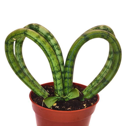 sansevieria heart Sansevieria Hearts — Cactus en Ligne
