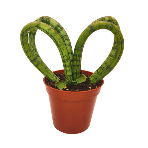 Sansevieria Hearts - Cactus en ligne