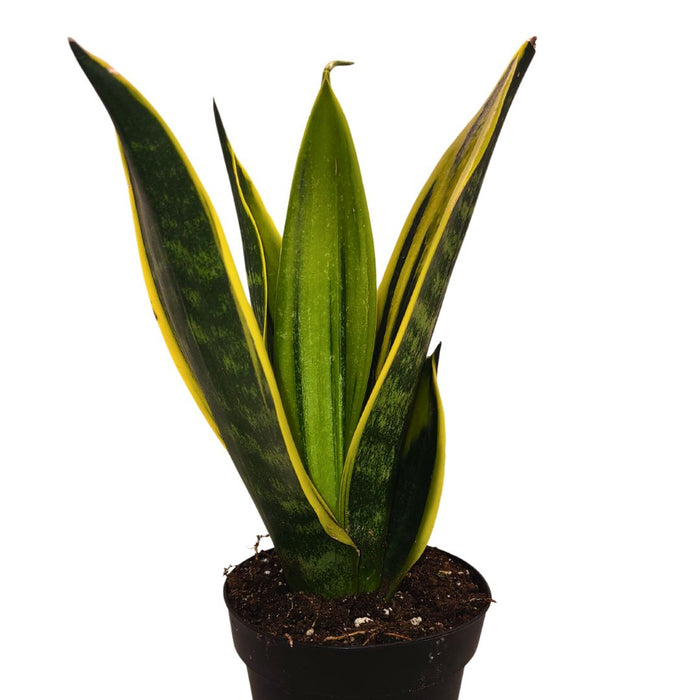 Sansevieria Trifasciata 'Golden Flame' - Cactus en ligne