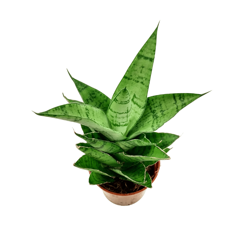 sansevieria tough lady Sansevieria 'Tough Lady' — Cactus en Ligne