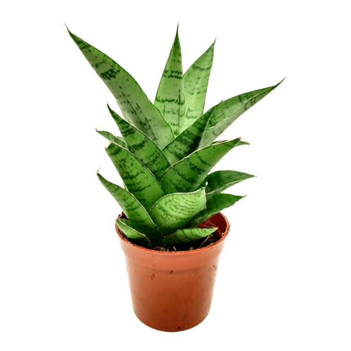 Sansevieria 'Tough Lady' - Cactus en ligne