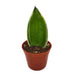 Sansevieria Shark Fin - Cactus en ligne