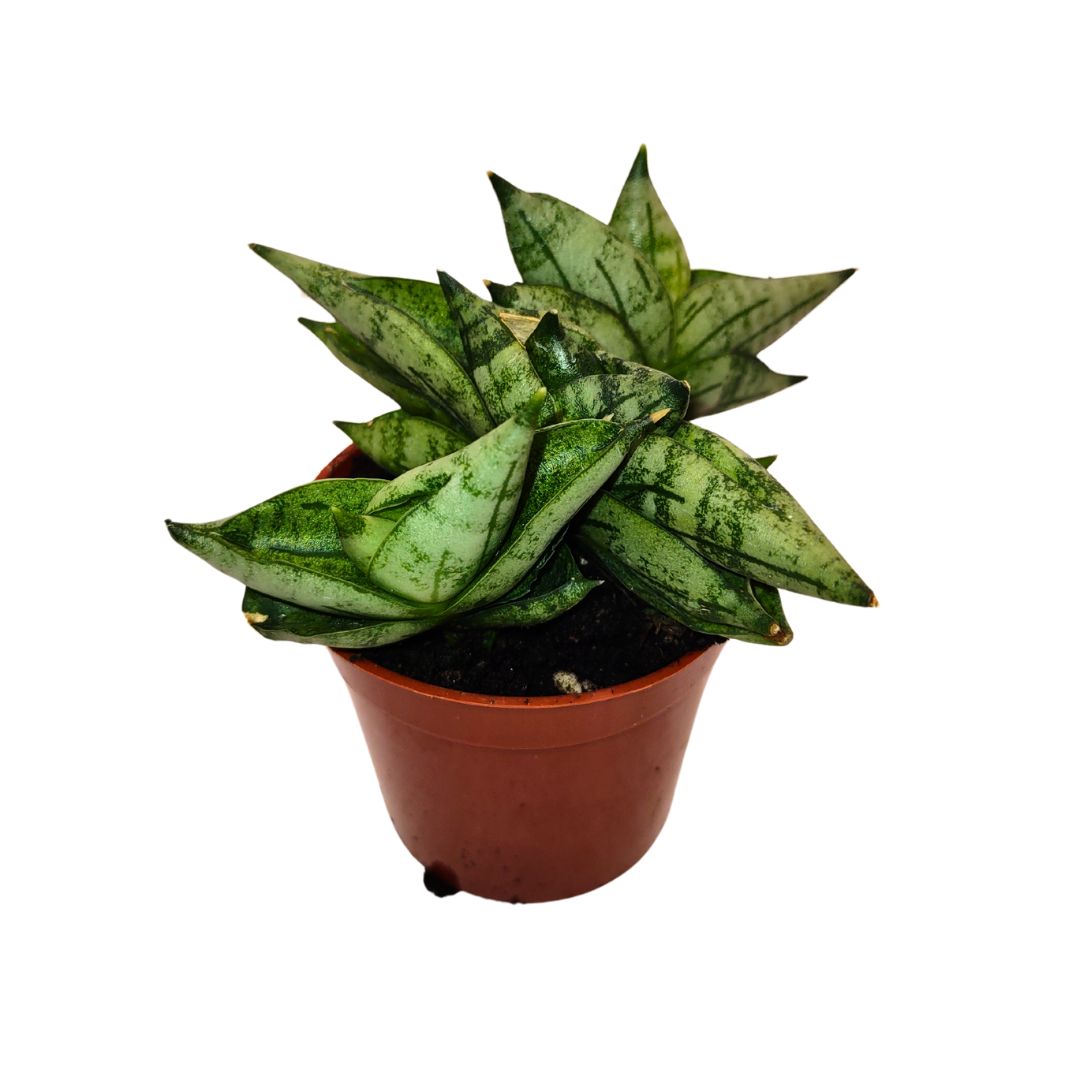 Sansevieria Boncellensis — Cactus en Ligne