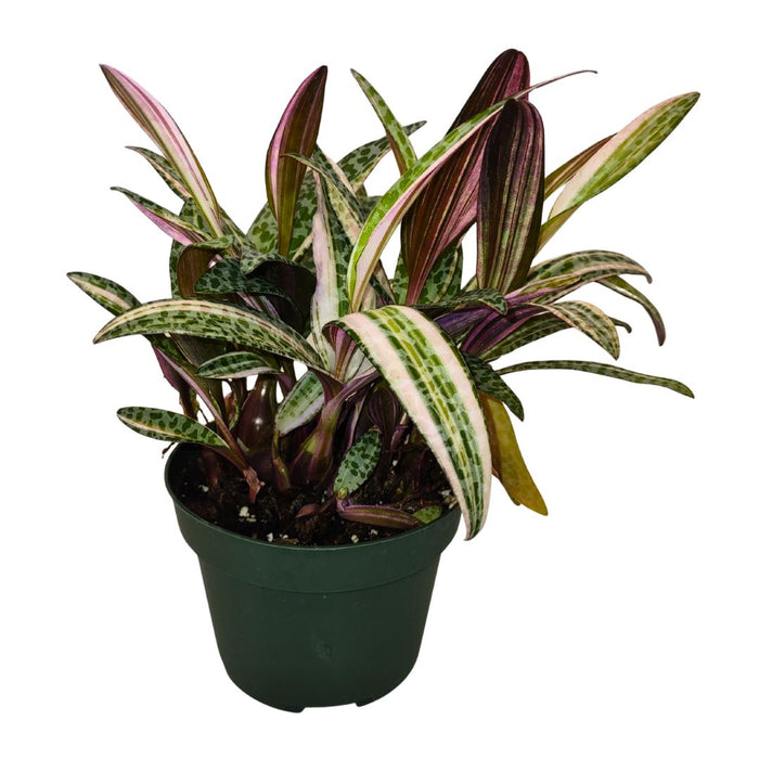 succulent with leopard spots Scilla Violacea Leopard Lily Variegata — Cactus en Ligne