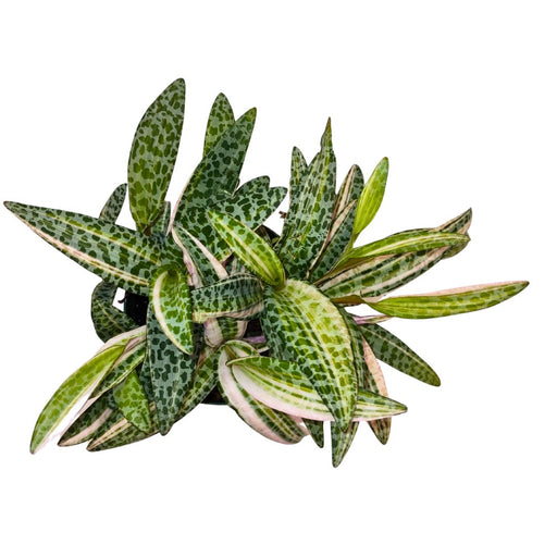 Scilla Violacea Leopard Lily Variegata - Cactus en ligne