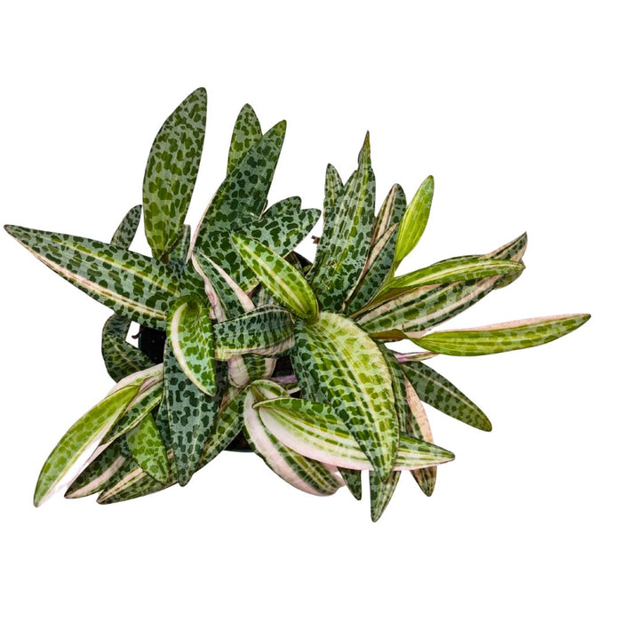 leopard spotted succulent Scilla Violacea Leopard Lily Variegata — Cactus en Ligne