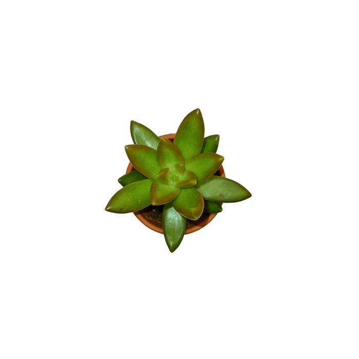Sedum Nussbaumerianum - Cactus en ligne