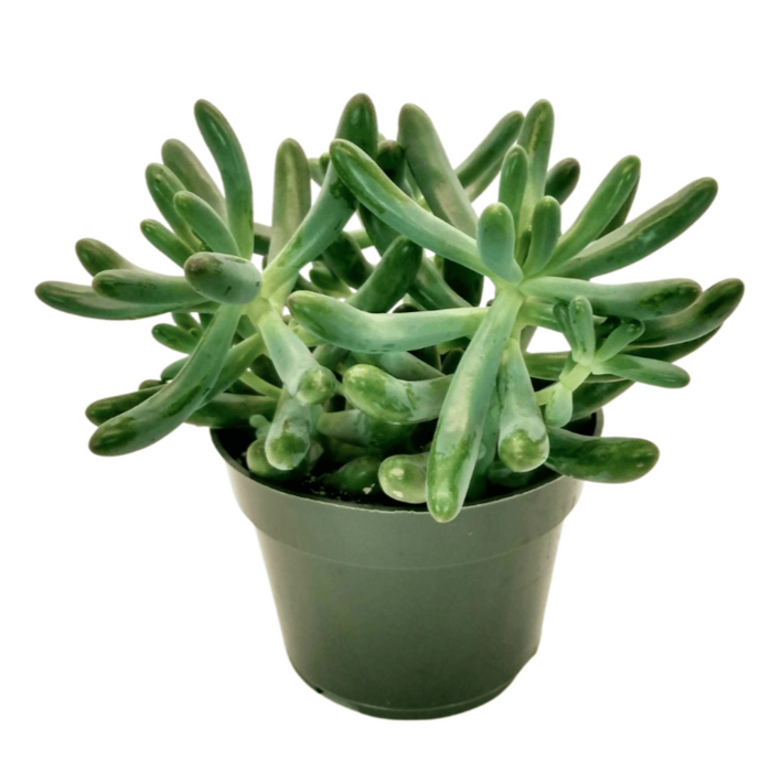 pachyphyllum succulent Sedum Pachyphyllum — Cactus en Ligne