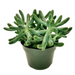 Sedum Pachyphyllum - Cactus en ligne