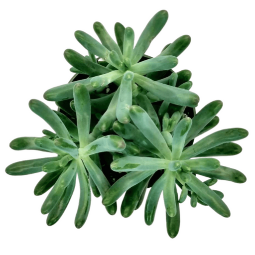 Sedum Pachyphyllum - Cactus en ligne