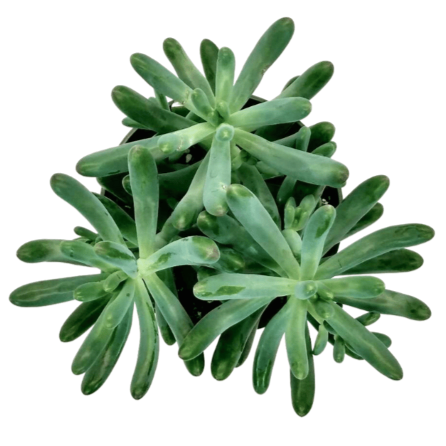 Sedum Pachyphyllum