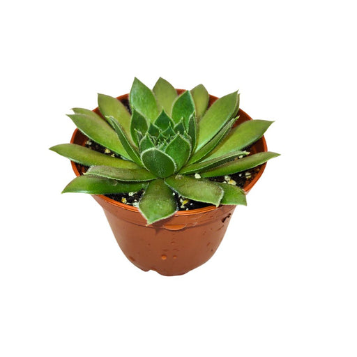 kalinda succulent Sempervivum Kalinda — Cactus en Ligne