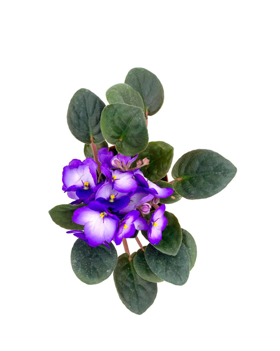 African Violet 2.5"