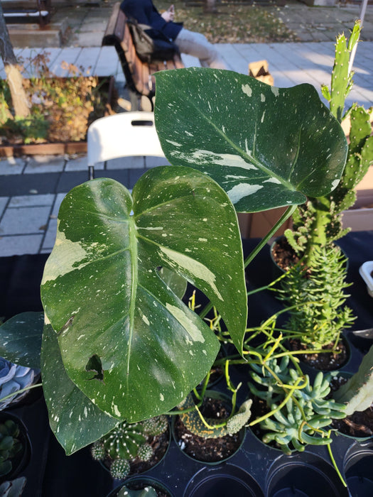 Perfectly Imperfect Plants