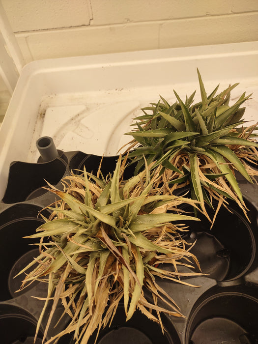 Plantes parfaitement imparfaites