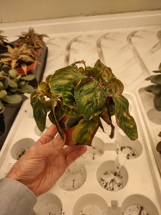 Plantes parfaitement imparfaites