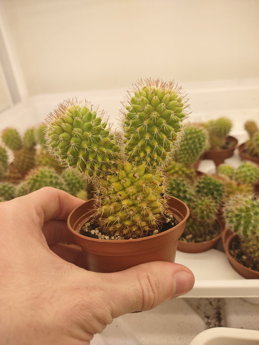 Plantes parfaitement imparfaites