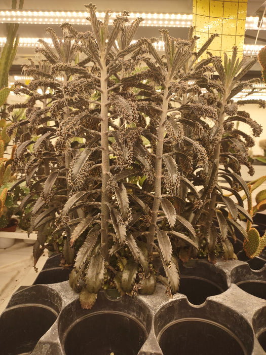 Plantes parfaitement imparfaites