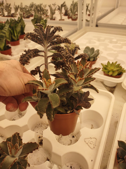 Plantes parfaitement imparfaites