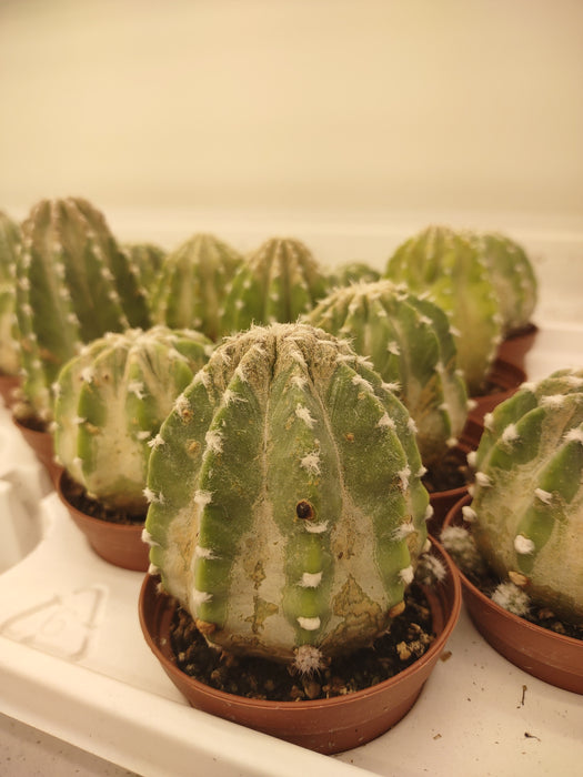 Plantes parfaitement imparfaites