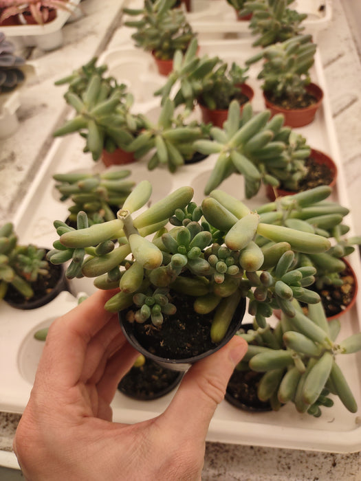 Plantes parfaitement imparfaites