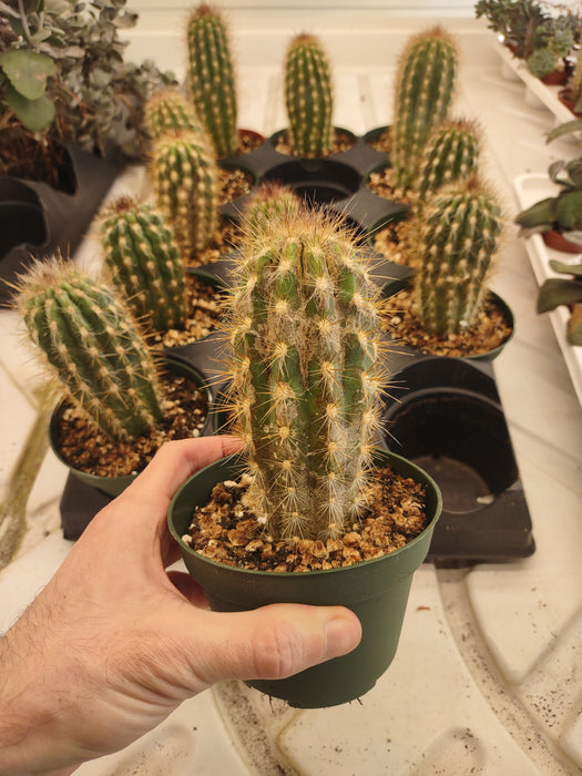 Plantes parfaitement imparfaites