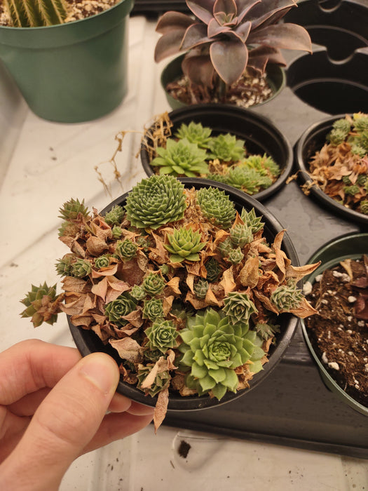 Plantes parfaitement imparfaites