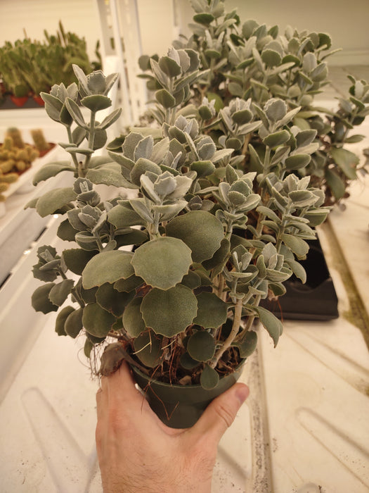 Plantes parfaitement imparfaites