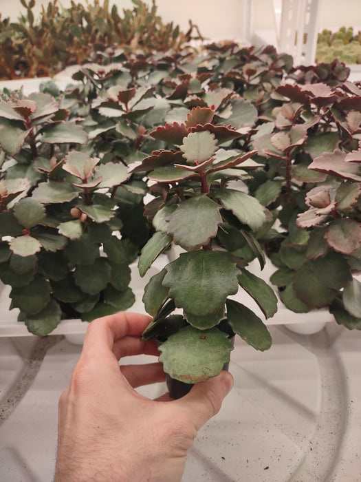 Plantes parfaitement imparfaites