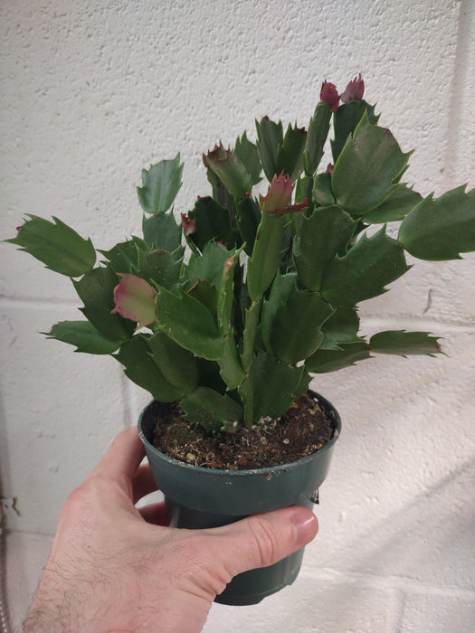 Plantes parfaitement imparfaites