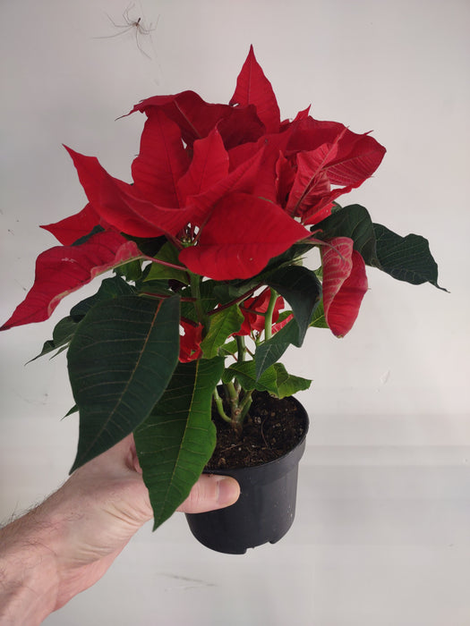 Plantes parfaitement imparfaites