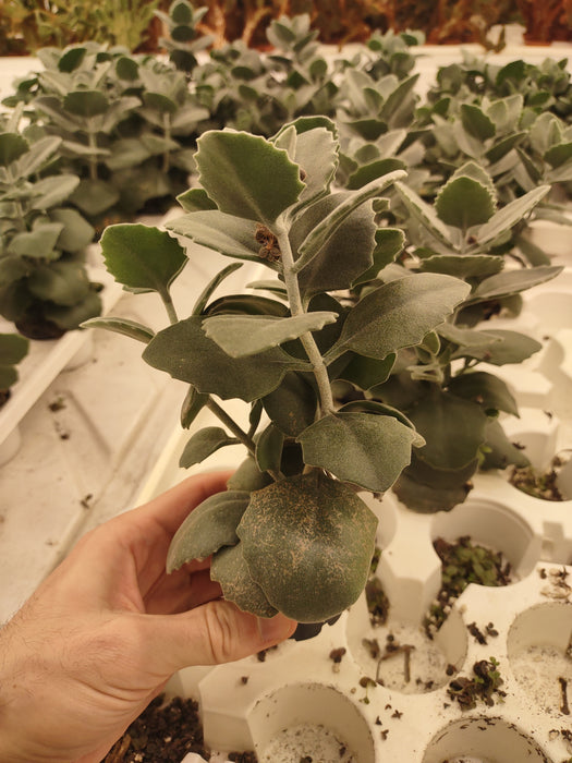 Plantes parfaitement imparfaites