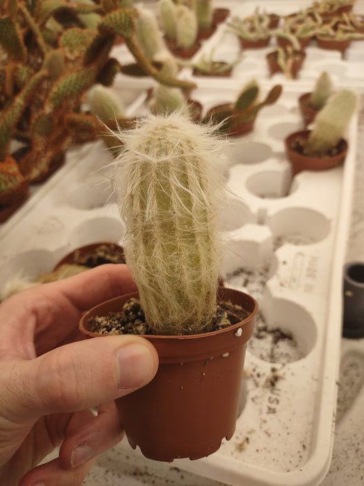 Plantes parfaitement imparfaites