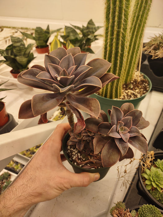 Plantes parfaitement imparfaites