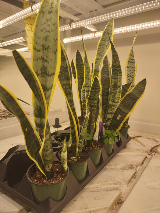 Plantes parfaitement imparfaites