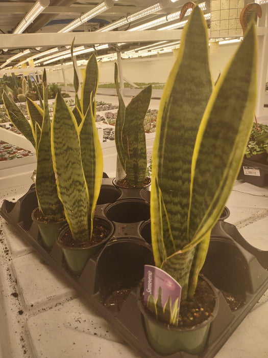 Perfectly Imperfect Plants