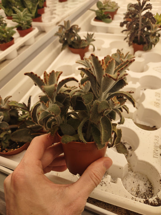 Plantes parfaitement imparfaites