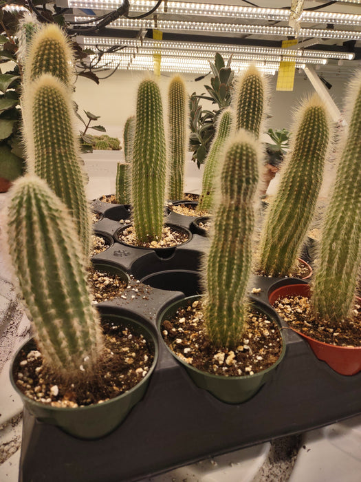 Plantes parfaitement imparfaites