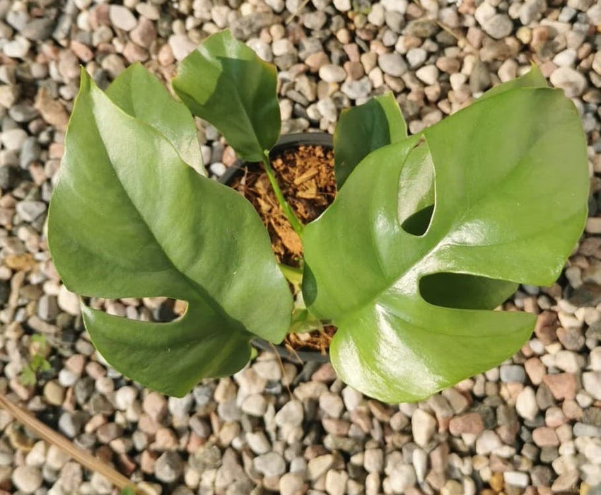 monstera ginny Monstera 'Ginny' Rhaphidophora 2.5"-4" — Cactus en Ligne
