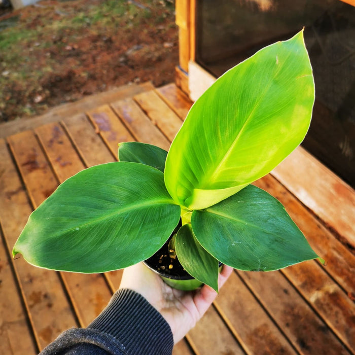 Banana Plant 4"