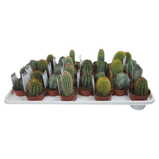 Assorted Cactus Tray - 28 - Cactus en ligne