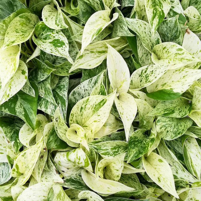 marble queen pothos 中文 Pothos Marble Queen — Cactus en Ligne