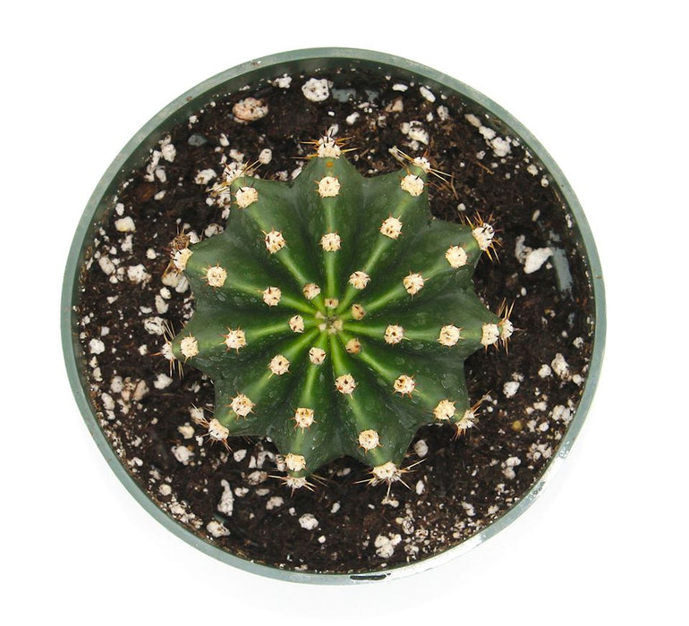Echinopsis multiplex - Cactus en ligne
