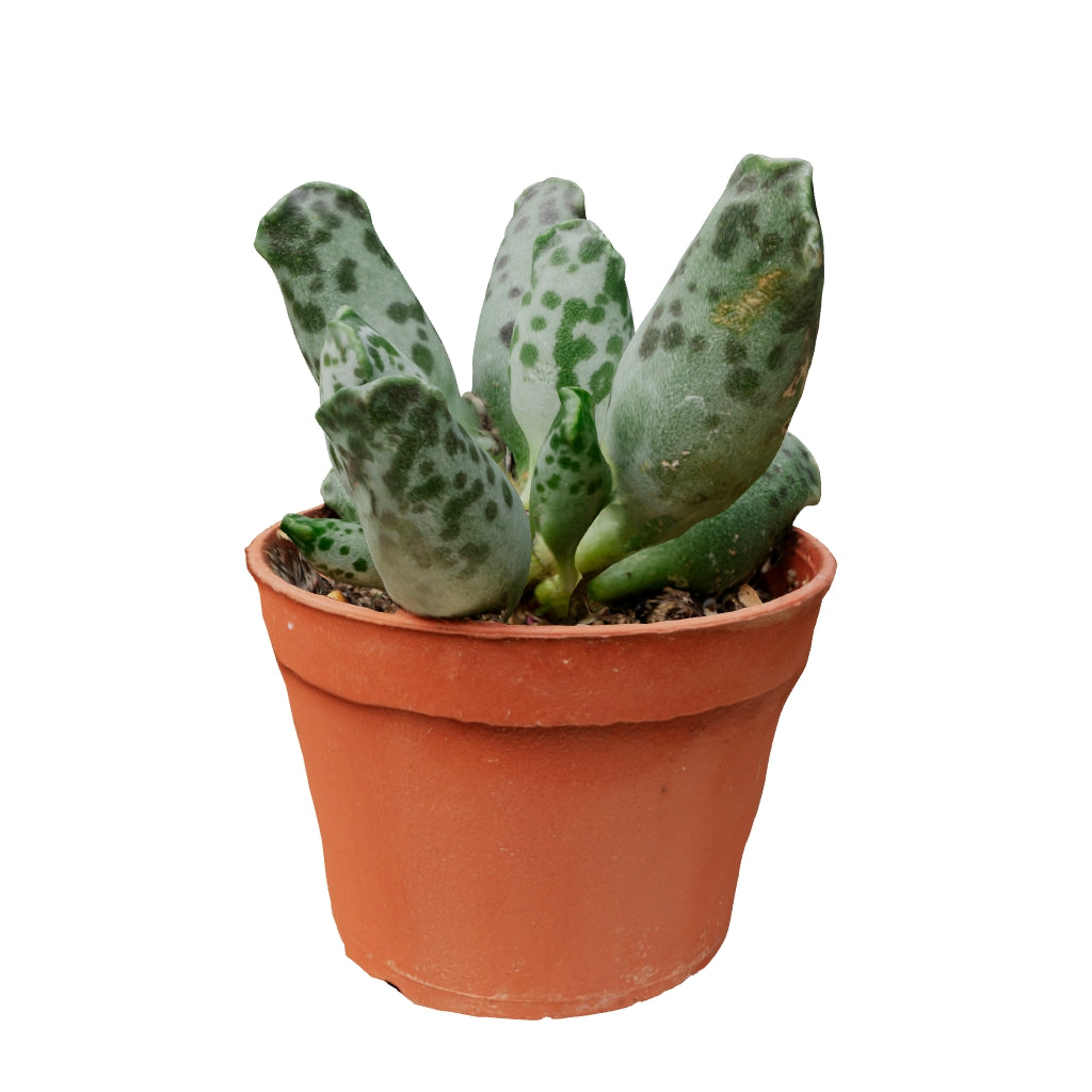 "Adromischus succulent young" (https://skfb.ly/opMAx) by matousekfoto is licensed under Creative Commons Attribution (http://creativecommons.org/licenses/by/4.0/).