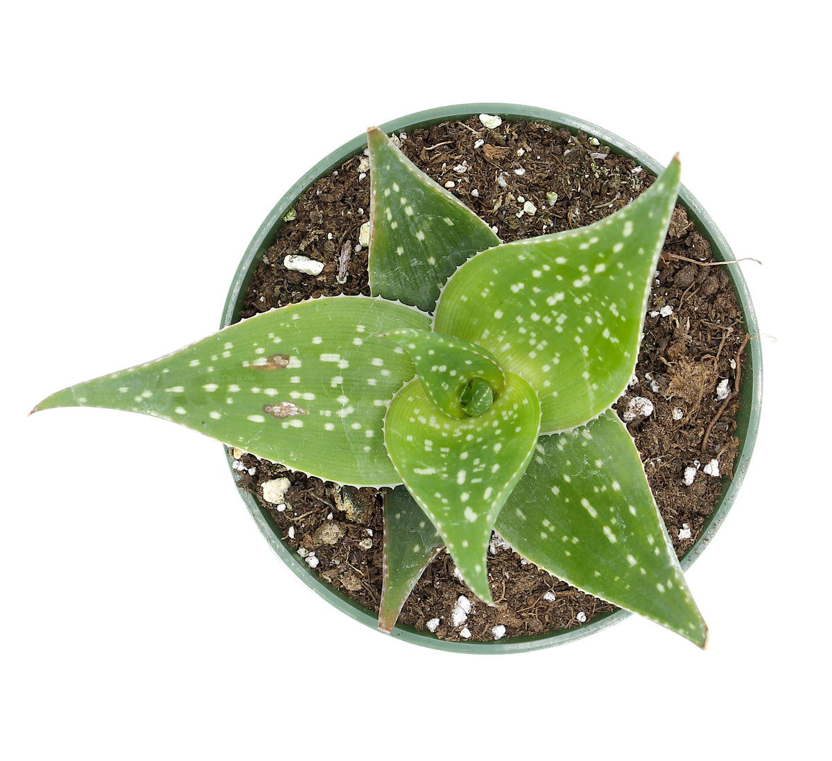 aloe deltoideodonta Aloe Deltoideodonta 4'' — Cactus en Ligne