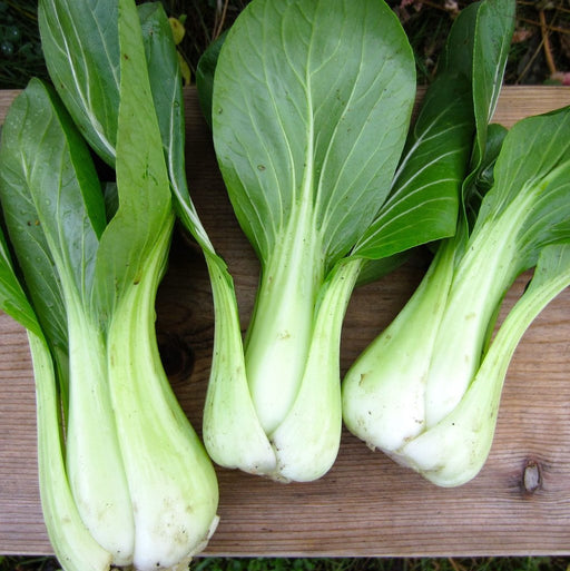 Bok Choy Shanghai Green - Cactus en ligne